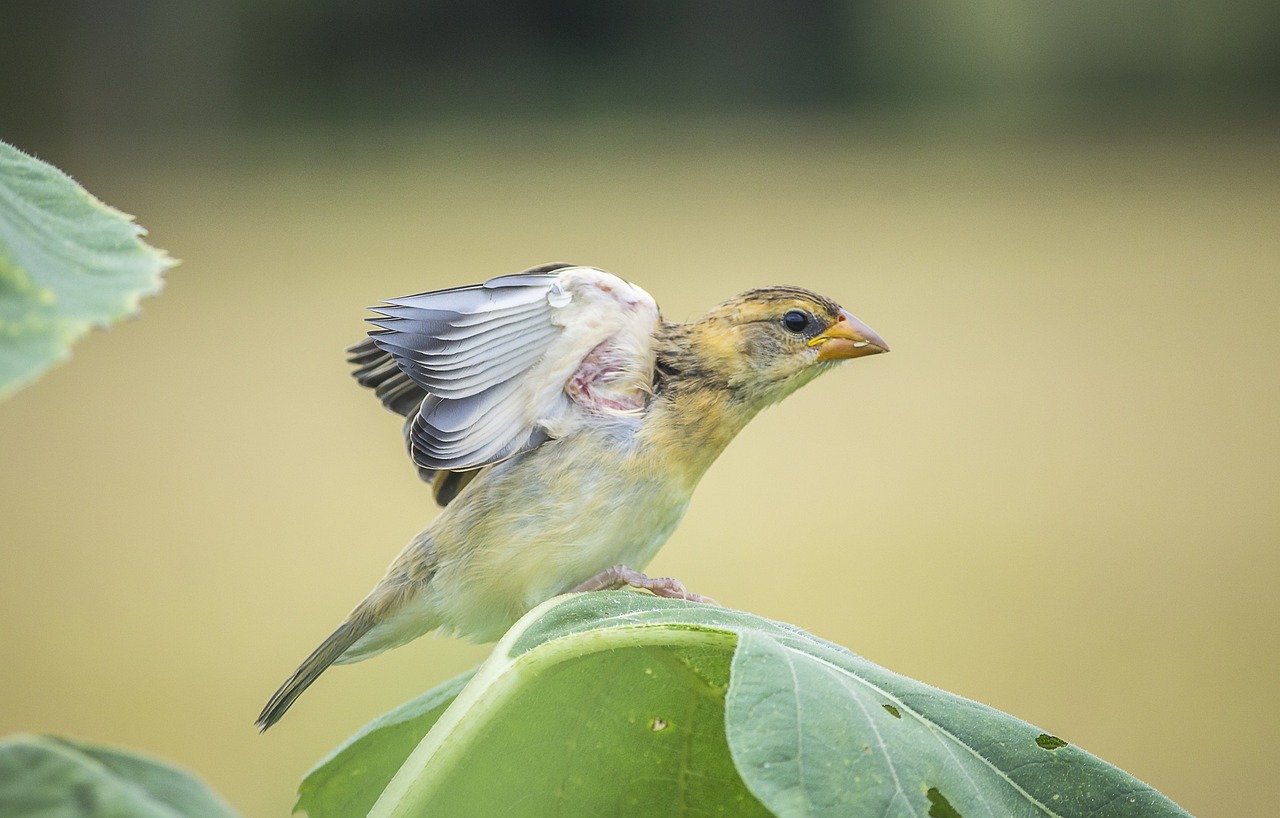 Best Plants for a Garden that Attracts Birds